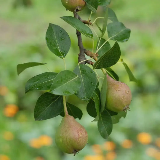 Figwood Orchard Wax Melts